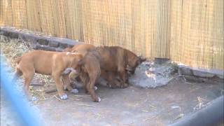 Filhote de Leão brincando com três filhotes de Fila Brasileiro - Zoo Lujan - Argentina - Set/2013