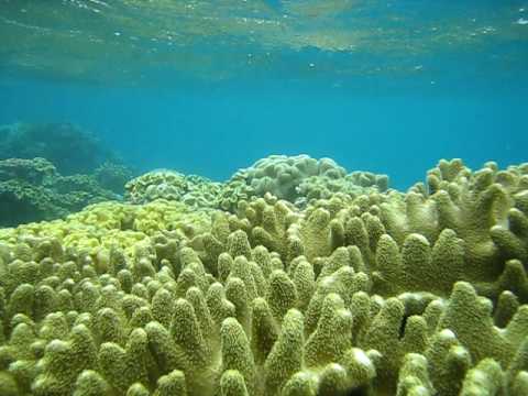 Rainy Day Color Snorkeling Great Barrier Reef.AVI