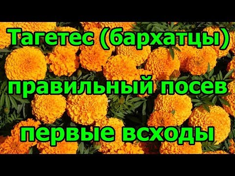 🌺#Тагетес (бархатцы). Правильный посев. Первые всходы.