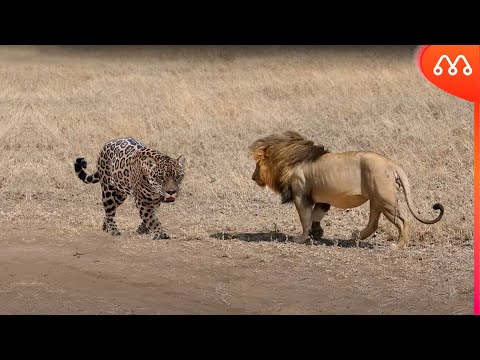 WHEN THE LION MEETS THE JAGUAR