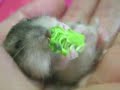 Из жизни хомяков Из жизни хомяков