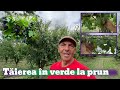 Tăierea în Verde La Prun