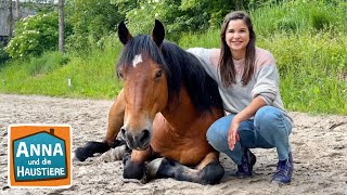 Mustang | Information für Kinder | Anna und die Haustiere