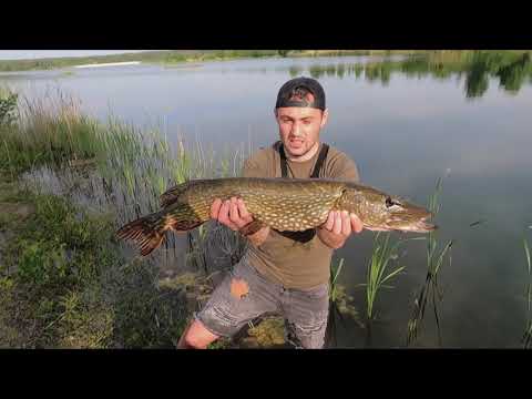 Wędkarstwo spinningowe | Szczupaki na jerki #shorts #wędkarstwo #szczupak #wędkowanie