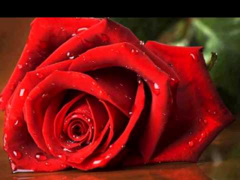 download lagu mp3 mp4 Pensami Iglesias, download mp3 Pensami Iglesias free download mp3, download mp3 Pensami Iglesias