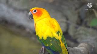 parrot bird animal plumag whatsapp status hd quality video