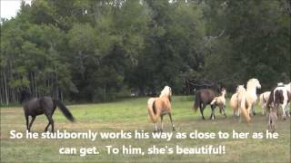 Terror in the pasture -- Donkey and Tennessee Walking Horses