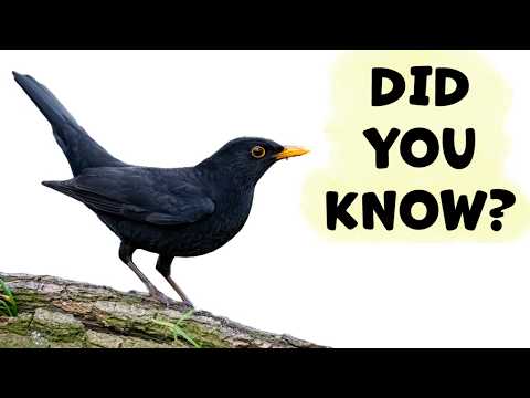 Beatles Blackbird 1968 Paul McCartney akustická gitara