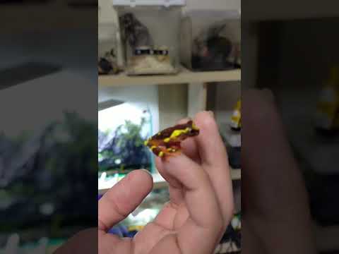 Dendropsophus columbianusについて詳しく解説