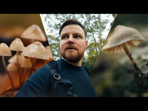 Inside England's Mushroom Forests