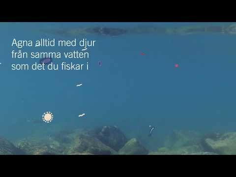 Hjälp till att stoppa invasiva arter i sjöar, hav och vattendrag