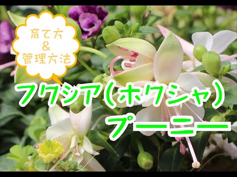 園芸 小葉のフクシア