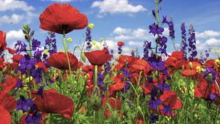 Chris de Burgh - Where Have All the Flowers Gone Remembrance Day Armistice 100 year anniversary