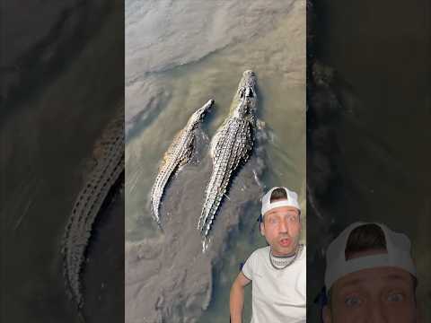 The Nile Crocodile is TERRIFYING