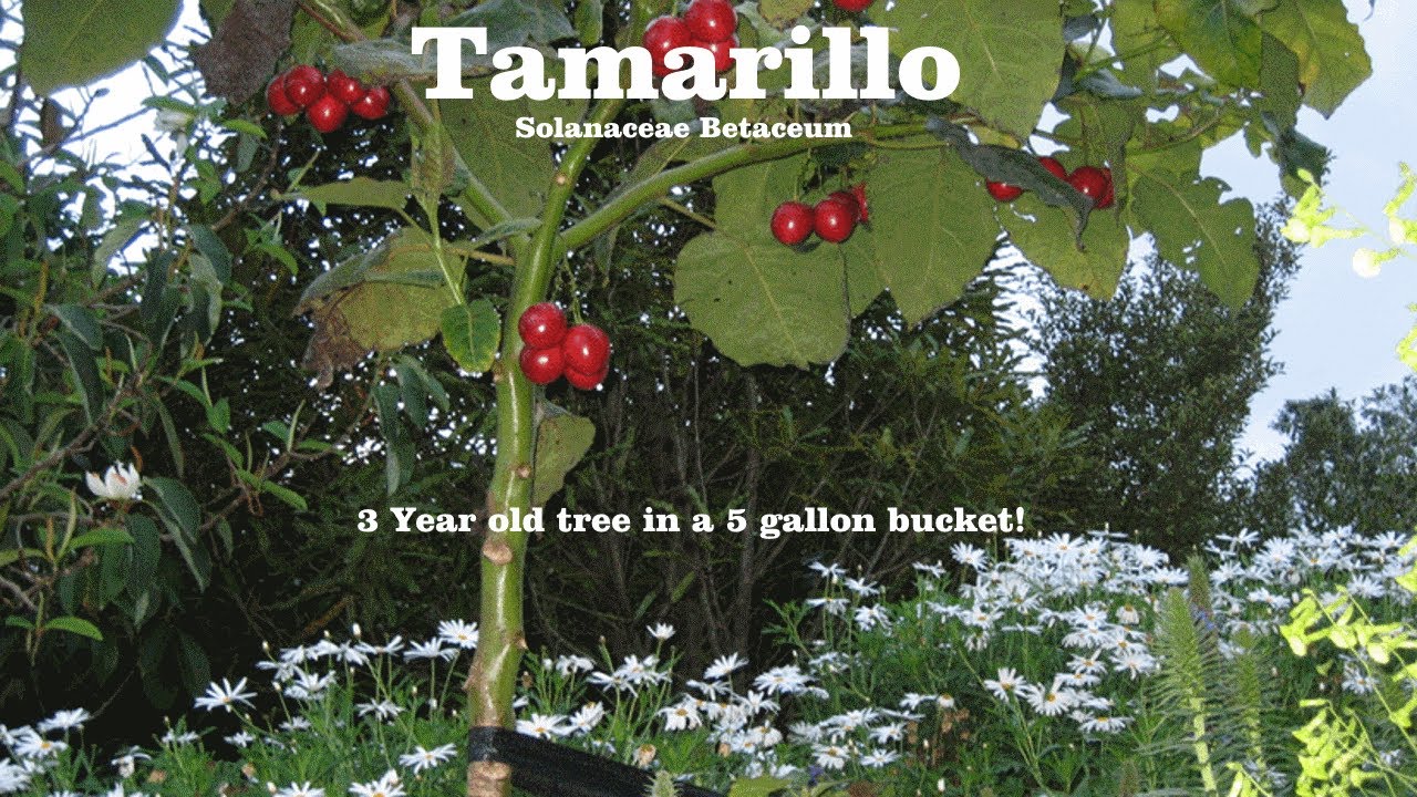 ⟹ TAMARILLO | Solanum betaceum | It's branching off and here's why! - YouTube