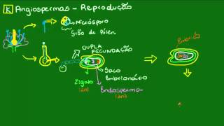 Formação do embrião e da semente das Angiospermas - Botânica - Biologia