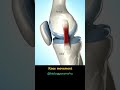 Knee Joint Movement Animation
