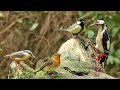 Bird Sounds Spectacular 8 HOURS Of Beautiful British Birds
