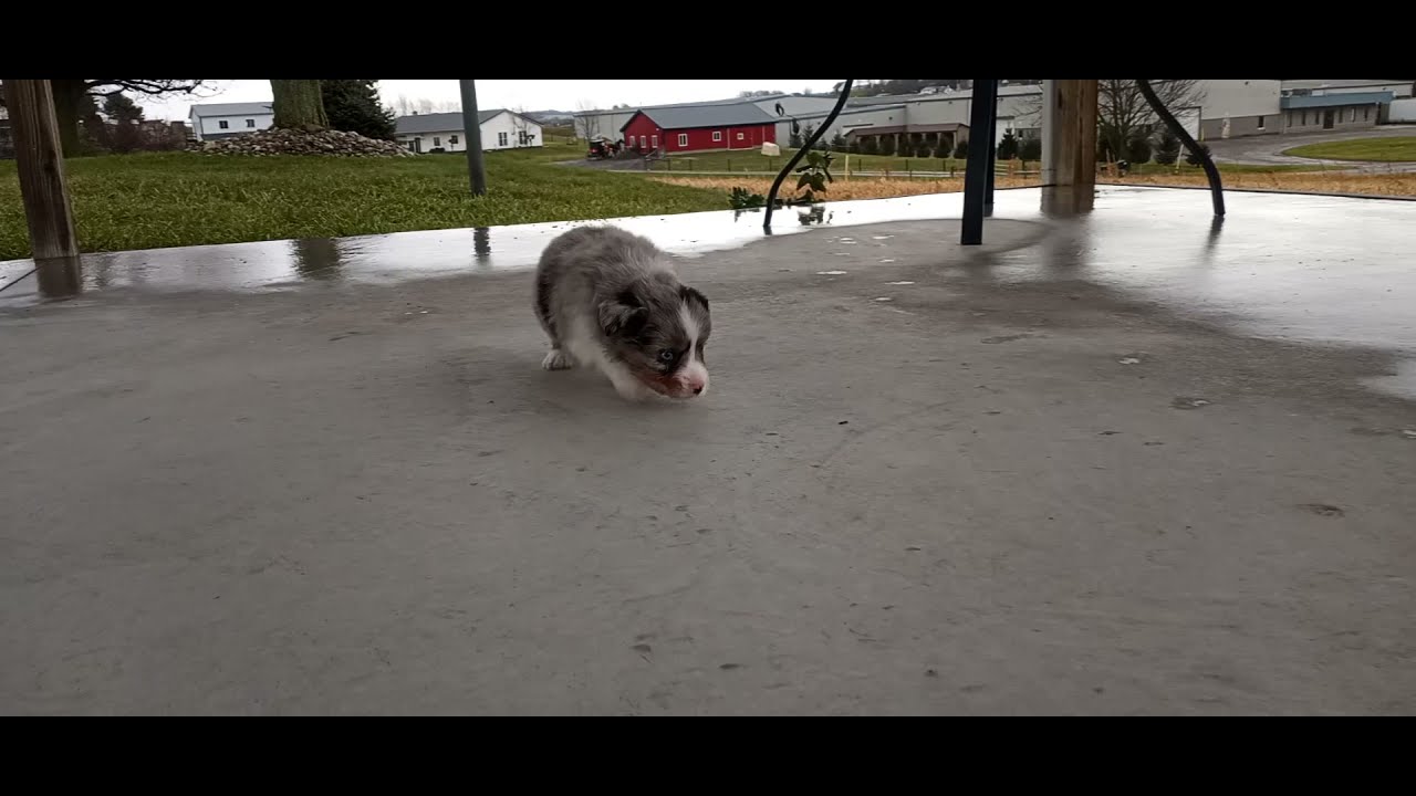 Asher the Mini Australian Shepherd puppy