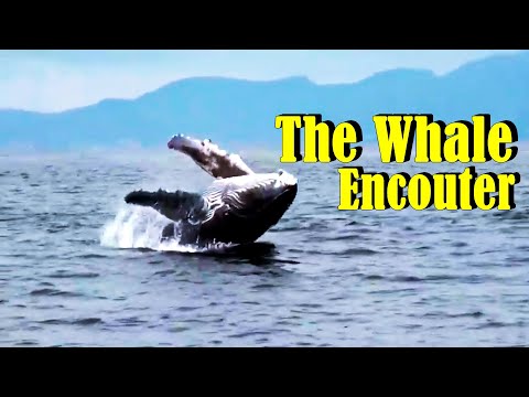 The Whale Encounter In 🇸🇱 - Explore With Triple-A