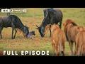 Savannah Laws Only The Fastest Will Survive FULL EPISODE Wildlife Documentary