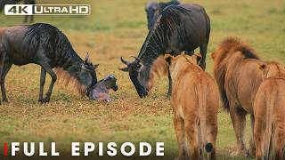 Savannah Laws | Only the Fastest Will Survive | FULL EPISODE | Wildlife Documentary