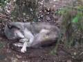 Grey wolf sleeping