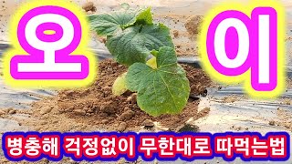 병충해 걱정없이 오이를 무한대로 따먹을수있는 방법~