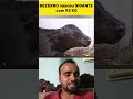Bezerro Nasceu Gigante Com 93 Kg ️‍