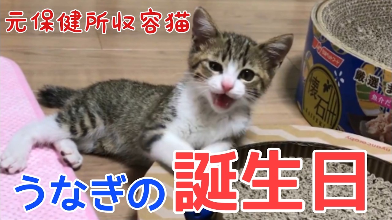 保健所収容猫だったうなぎくん、9歳のお誕生日です！ vol.1545