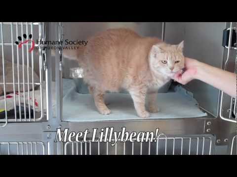 Meet Lillybean, a buff colored cat at HSHV!