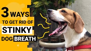 How to Get Rid of Bad Dog Breath? #Shorts