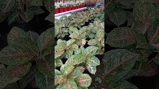 Download lagu AGLAONEMA TREND 2025 #decorativeplantsglaonematren2025 mp3