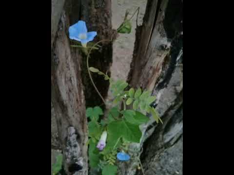 Viaje a un chañar - Andrés Simón