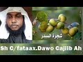 Isku Dawee SALAMAKI Geedka Gobka Xanuunada Caloosha Ka Bogso Sh Cabdifataax Abu Sacdudiin