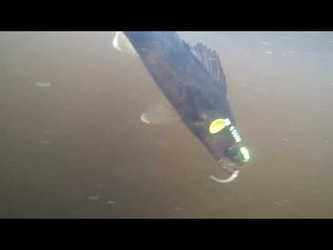 Loree Lake Walleye Amik Outpost 2017