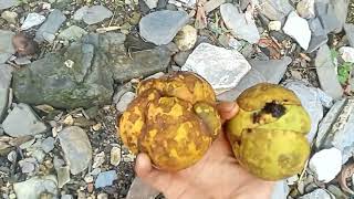 Thành Phố Bán 1kg 25000 vnd || Quả Này Trên Quên Em Đầy Không Ai Ăn.