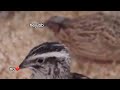 joanna ceddia’s amazing quails
