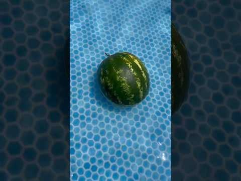 البطيخه اختفت|#comedy|#funny|#اكسبلور|#humor