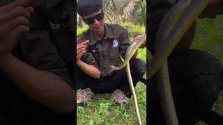 Download lagu One of the snakes that controls garden pests #bigsnake mp3 Download lagu One of the snakes that controls garden pests #bigsnake mp3
