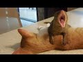 Mongoose massaging my cats