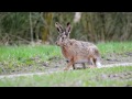 Hare på tur på skovvejen