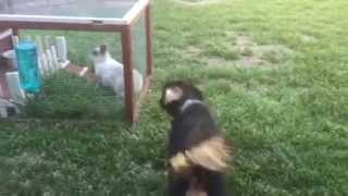 Puppy Hops Around with Bunnies