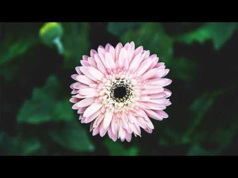 Oliver Koletzki - Mollytov Cocktail @ Feel Festival 2017