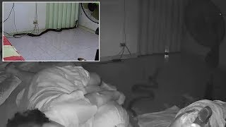 Python Bites Grandmother As She Sleeps In Bed
