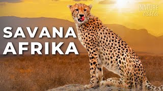 Download lagu SAVANA AFRIKA | Predator Brutal dan Alam Epik - Film Dokumenter mp3 Download lagu SAVANA AFRIKA | Predator Brutal dan Alam Epik - Film Dokumenter mp3