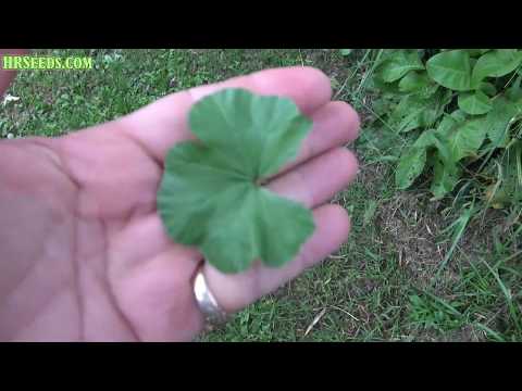 download lagu mp3 mp4 How To Grow Malva, download lagu How To Grow Malva gratis, unduh video klip How To Grow Malva