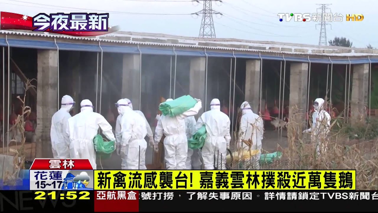 鵝染H5N8急撲殺 病鵝倒地遭啄毛