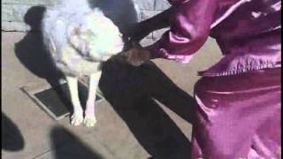 How Gandi Makes Football Picks