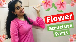 🌺 Flower Class 9 ICSE biology| Structure and Parts of flower - Calyx, Corolla, Androecium, Gynoecium